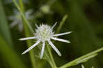 Rattlesnakemaster